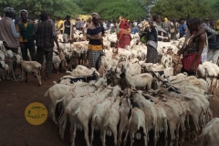 WhatsApp-Image-2022-05-18-at-4.32.14-PM-1