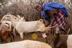 Goat milking, Samburu